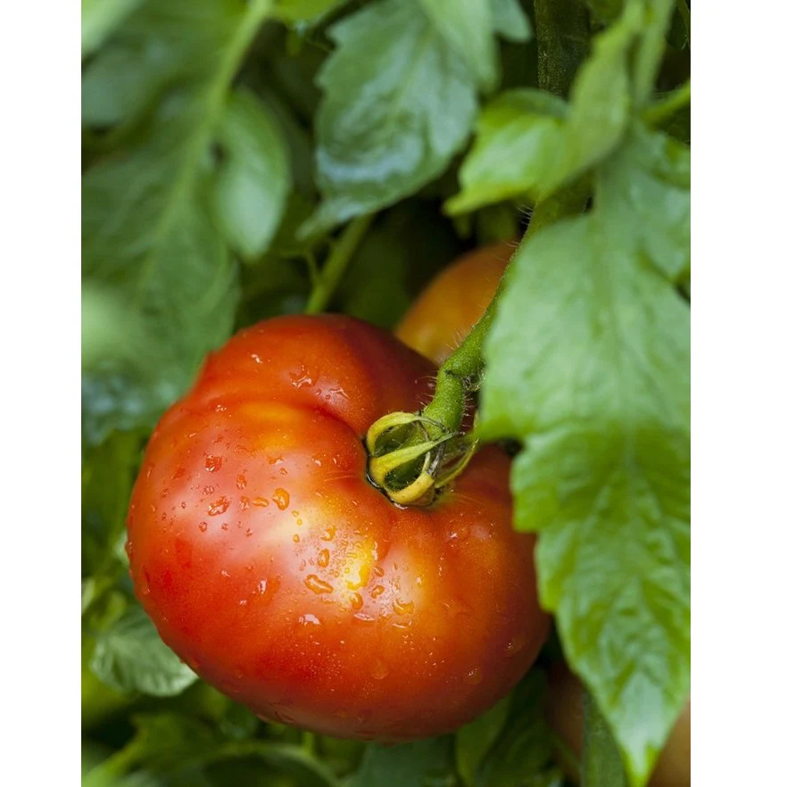Semillas De Tomate Mortgage Lifter (100% Heirloom/No Híbrido/No GMO). 15 Semillas Aproximadamente - Image 4