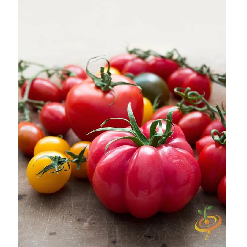 Semillas De Tomate, Pink Beefsteak (100% Heirloom/No Híbrido/No GMO). 50 Semillas Aproximadamente - Image 3