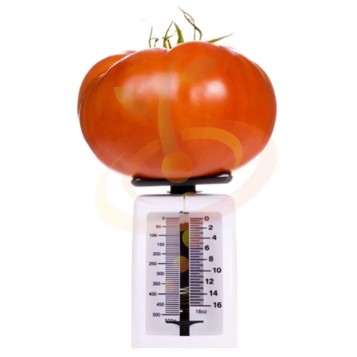 Semillas De Tomate Gigante (Poseedor Del Record Guinness). 15 Semillas Aproximadamente. - Image 3
