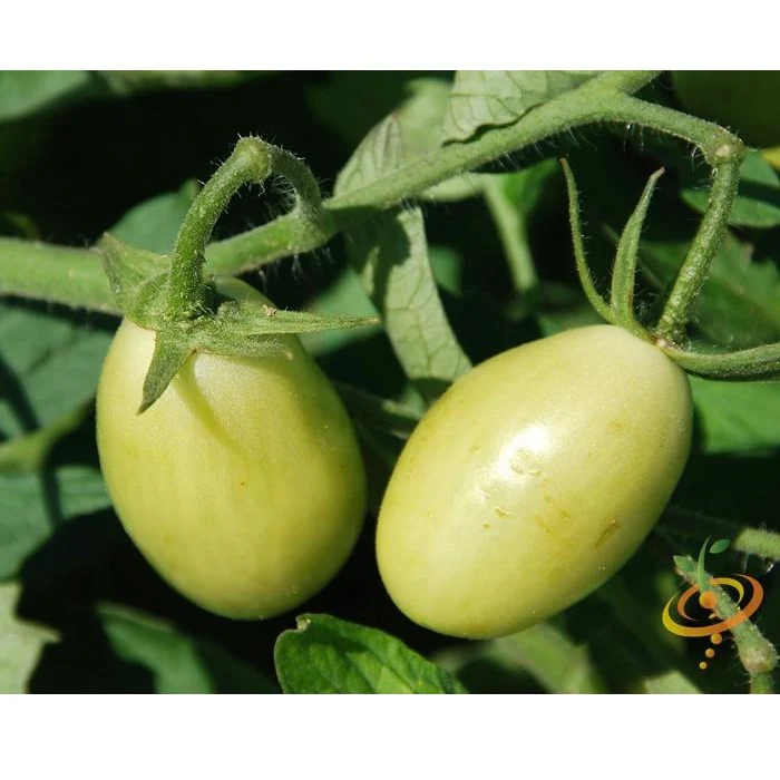 Semillas De Tomate Uva Verde (100% Heirloom/No Híbrido/No GMO). 15 Semillas Aproximadamente - Image 3