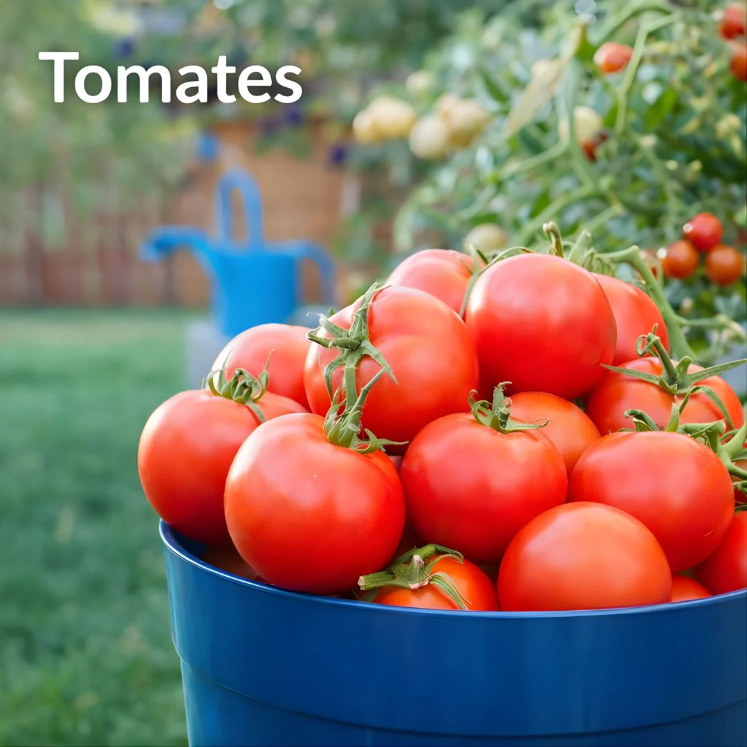 Semillas De Tomates Pequeños. (Pack De 100 Cápsulas) Semillas Ideales Para Jardinería Y Huertos.