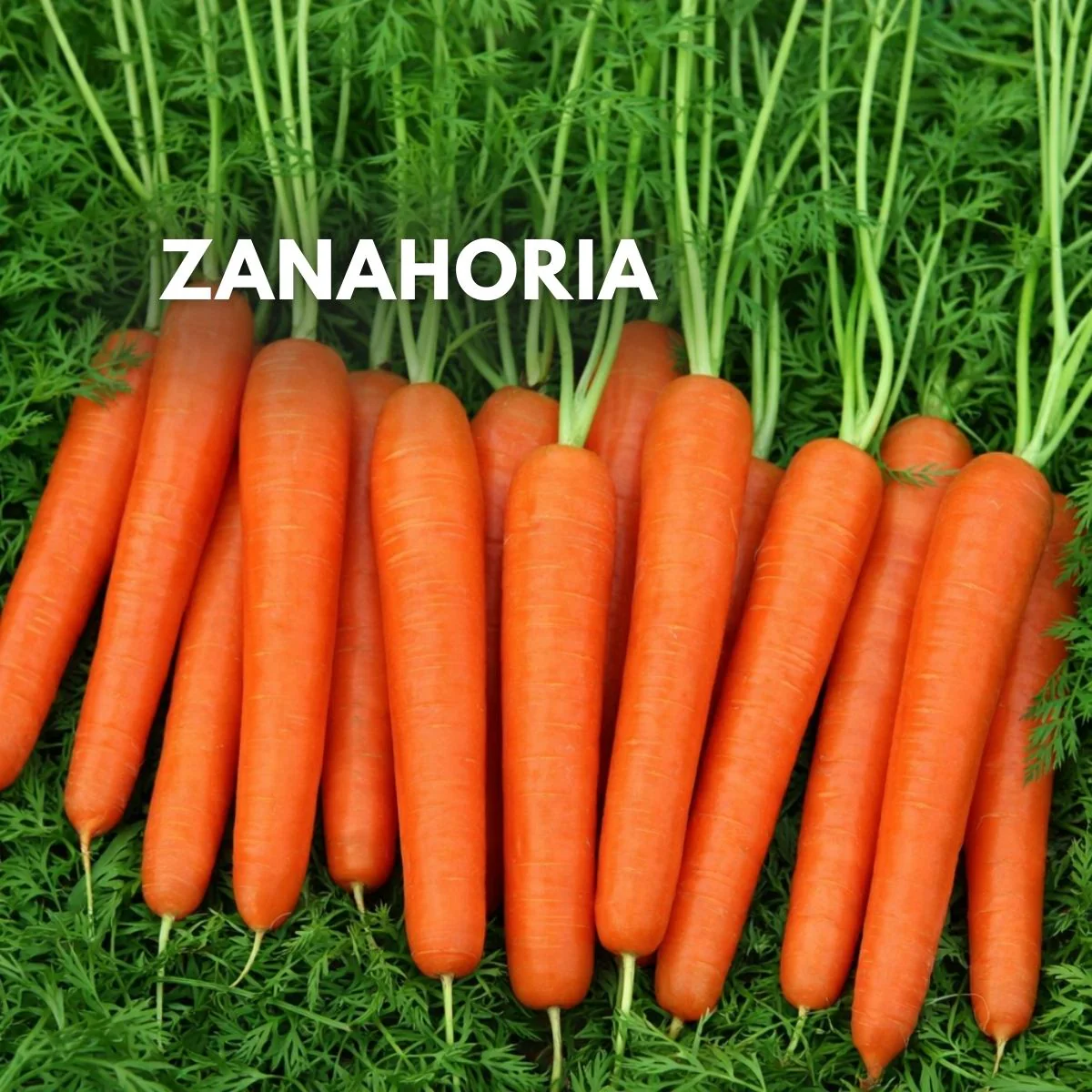 Semillas De Zanahoria Variedad Larga Y Productiva Para Huertos Y Cultivos 1000 Semillas Aprox.