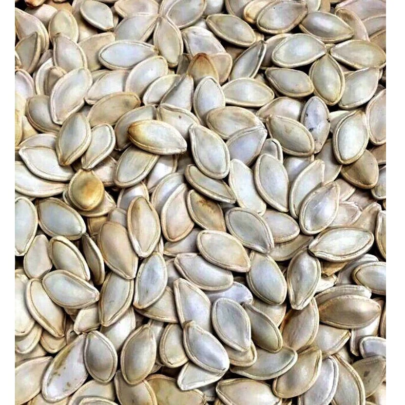 Semillas De Zapallo (100% Heirloom / No Híbrida / No GMO). 10 Semillas Aproximadamente. - Image 2