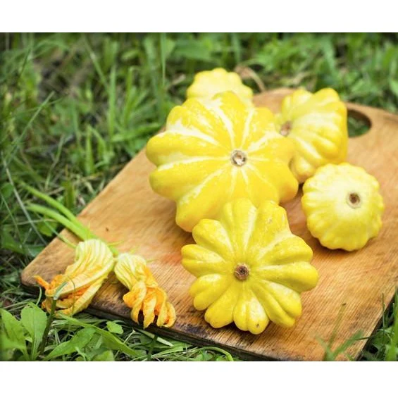 Semillas De Zapallo, Arbusto Dorado De Vieira (100% Heirloom/No Híbrido/No GMO). 10 Semillas Aprox. - Image 2