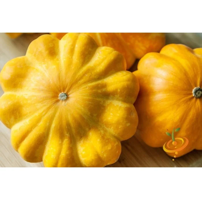 Semillas De Zapallo, Arbusto Dorado De Vieira (100% Heirloom/No Híbrido/No GMO). 10 Semillas Aprox. - Image 4