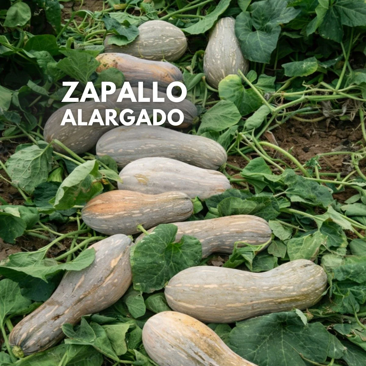 Semillas De Zapallo (Calabaza Alargada). 5G (30 Semillas Aprox) Para Cultivos, Huertos Y Jardinería.