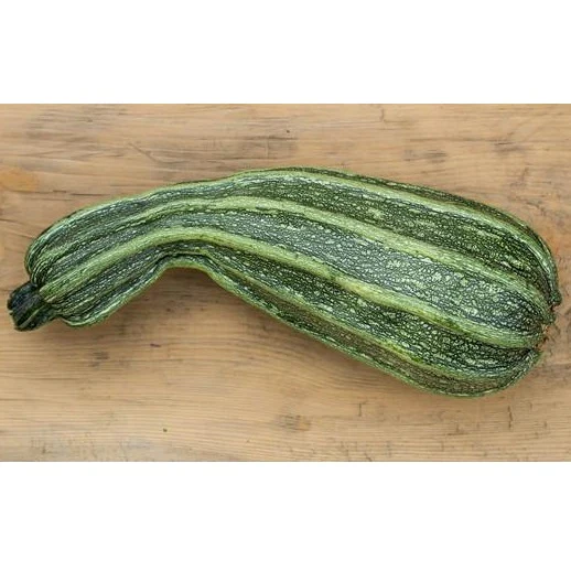Semillas De Zapallo, Cocozelle (100% Heirloom/No Híbrido/No GMO). 10 Semillas Aproximadamente - Image 5