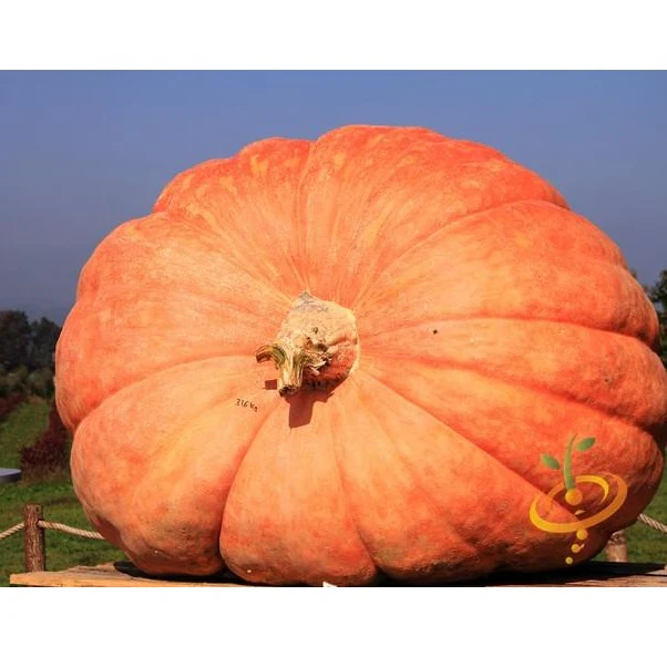 Semillas De Zapallo, Gigante Del Atlántico (100% Heirloom/No Híbrido/No GMO). 5 Semillas Aprox. - Image 2