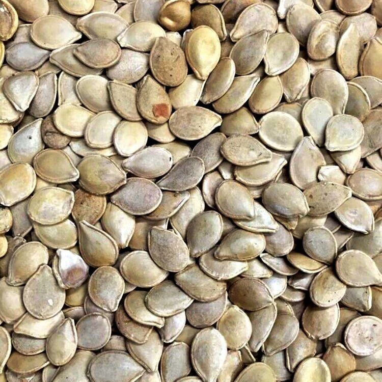 Semillas De Zapallo, Jack Be Little (100% Heirloom/No Híbrido/No GMO). 10 Semillas Aproximadamente - Image 2