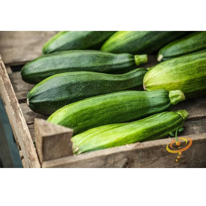 Semillas De Zucchini (100% Heirloom/No Híbrido/No GMO). 10 Semillas Aproximadamente. - Image 2