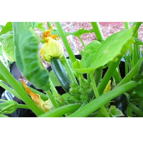 Semillas De Zucchini (100% Heirloom/No Híbrido/No GMO). 10 Semillas Aproximadamente. - Image 4