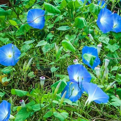 Semillas Surtidas De Flores Silvestres Azules - Image 2