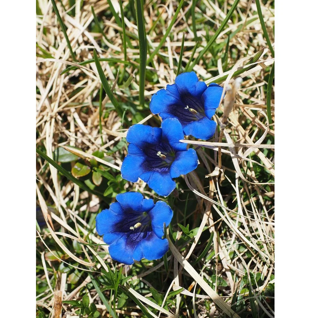 Semillas Surtidas De Flores Silvestres Azules - Image 4