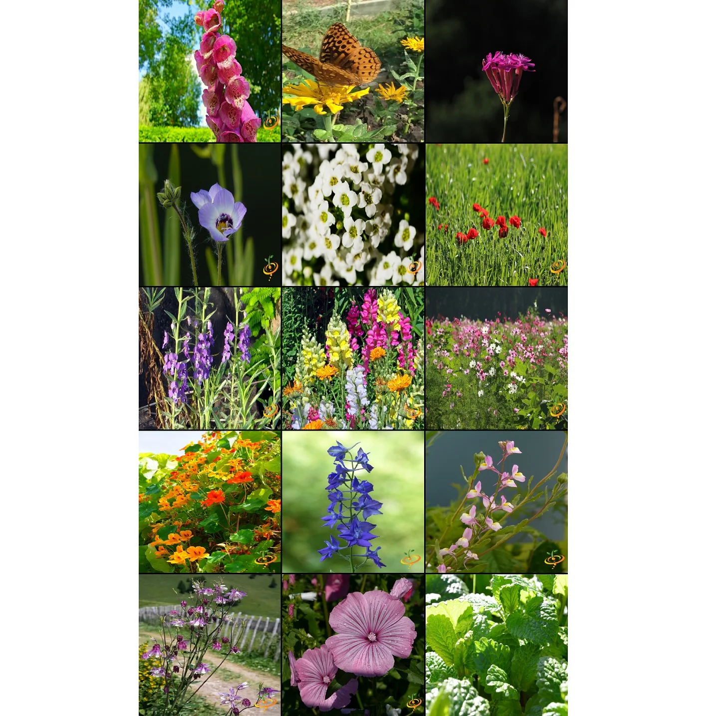 Semillas Surtidas De Flores Silvestres Para Atraer Colibries Y Mariposas. Incluye 23 Variedades - Image 2